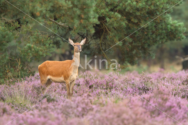 Edelhert (Cervus elaphus)