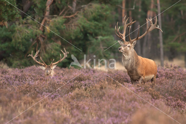 Edelhert (Cervus elaphus)