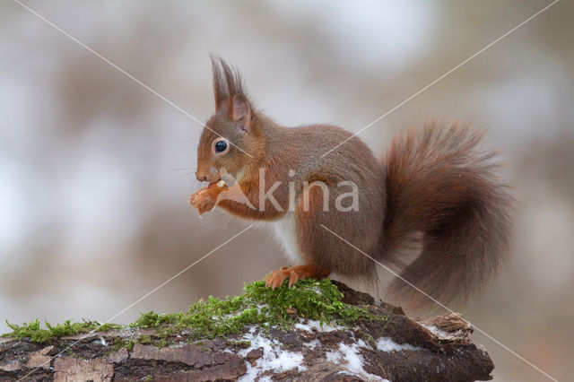 Eekhoorn (Sciurus vulgaris)