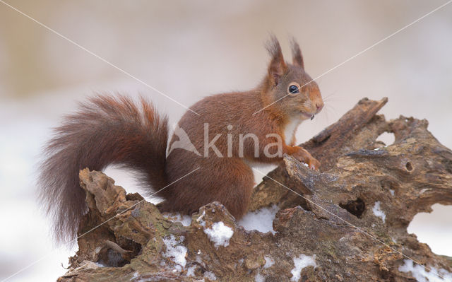 Eekhoorn (Sciurus vulgaris)