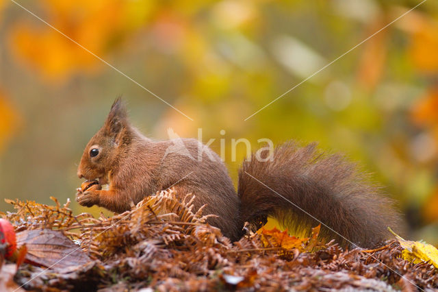 Eekhoorn (Sciurus vulgaris)