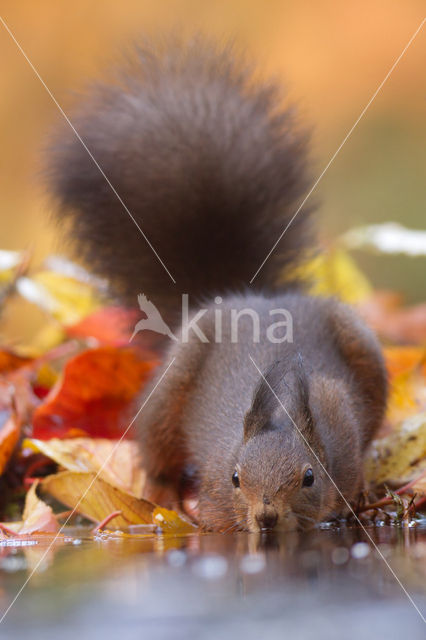 Eekhoorn (Sciurus vulgaris)