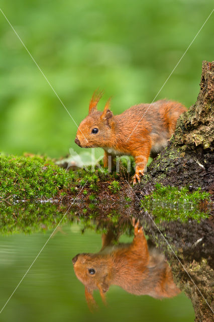 Eekhoorn (Sciurus vulgaris)