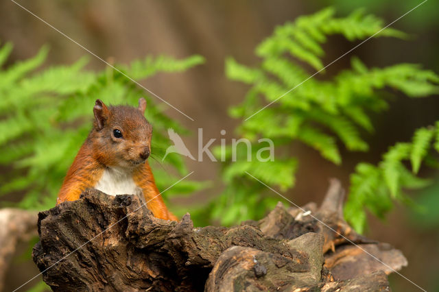 Eekhoorn (Sciurus vulgaris)