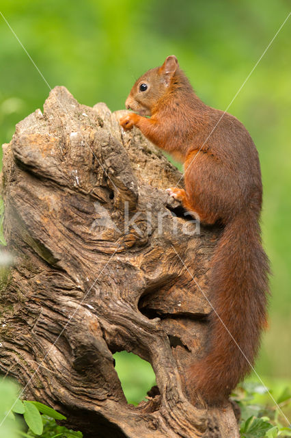 Eekhoorn (Sciurus vulgaris)