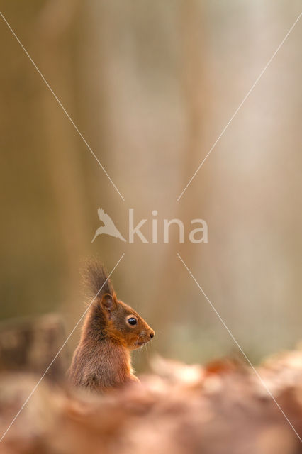 Eekhoorn (Sciurus vulgaris)