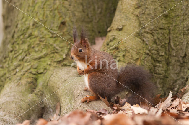 Eekhoorn (Sciurus vulgaris)