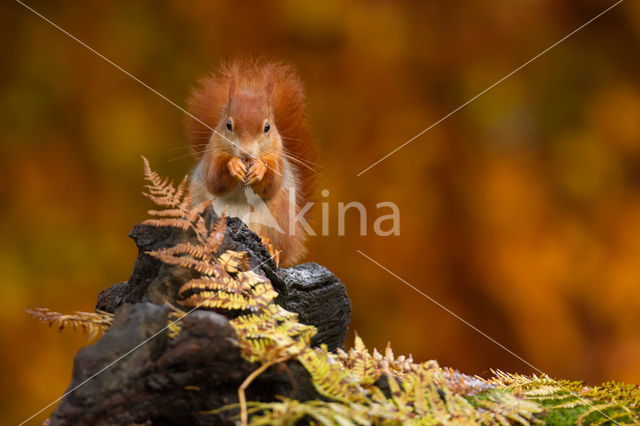 Eekhoorn (Sciurus vulgaris)