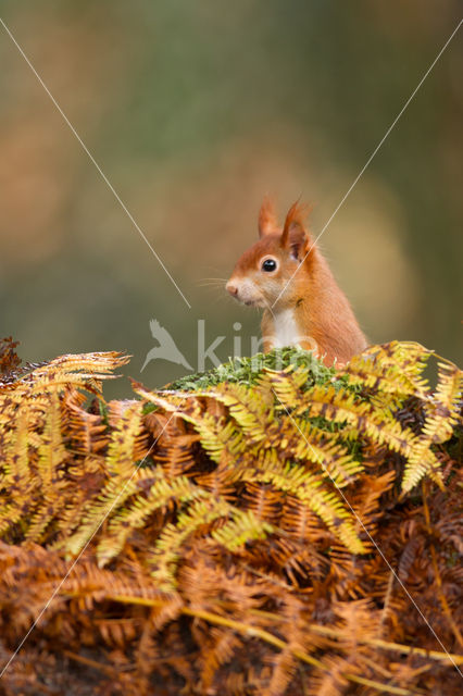 Eekhoorn (Sciurus vulgaris)