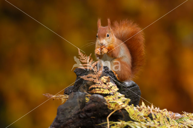 Eekhoorn (Sciurus vulgaris)