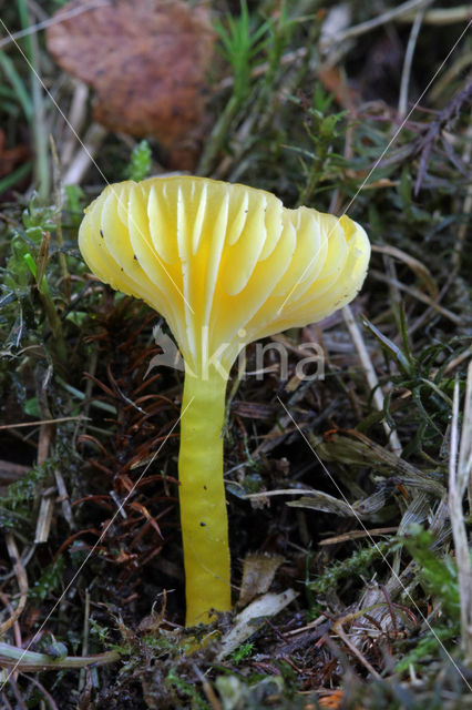 Elfenwasplaat (Hygrocybe ceracea)