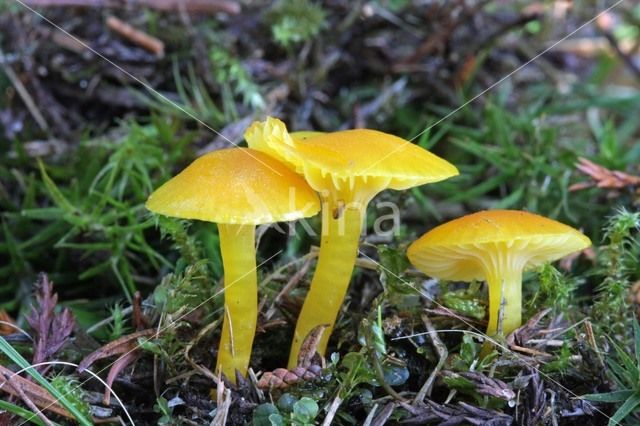 Elfenwasplaat (Hygrocybe ceracea)