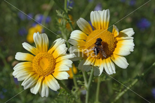 Ganzenbloem (Chrysanthemum)