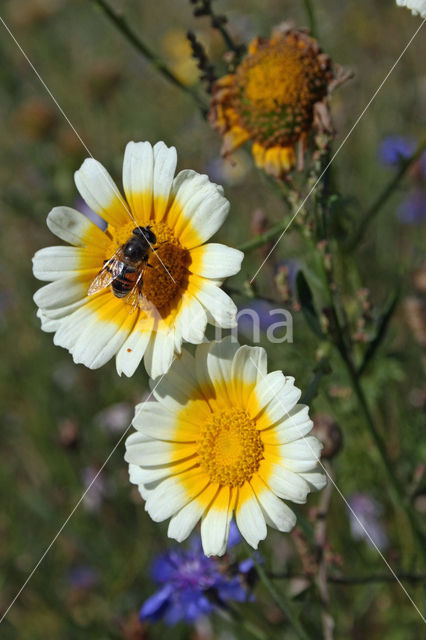 Ganzenbloem (Chrysanthemum)