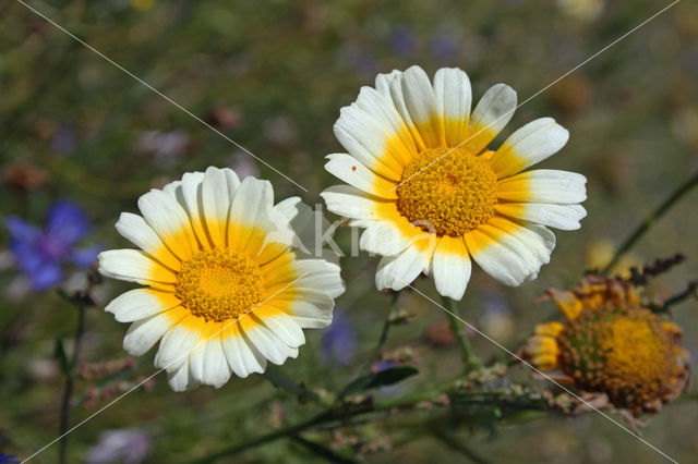 Ganzenbloem (Chrysanthemum)