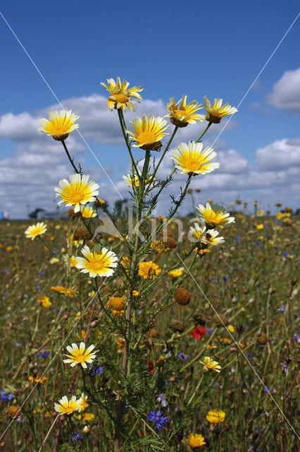 Ganzenbloem (Chrysanthemum)