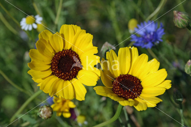 Ganzenbloem (Chrysanthemum)