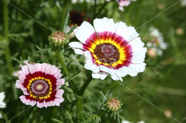 Ganzenbloem (Chrysanthemum)