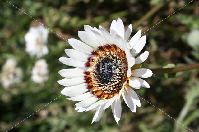 Ganzenbloem (Chrysanthemum)