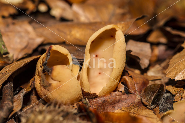 Geel varkensoor (Flavoscypha cantharellus)