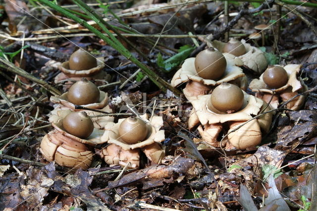 Gekraagde aardster (Geastrum triplex)