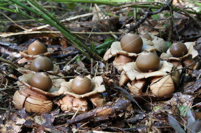 Gekraagde aardster (Geastrum triplex)