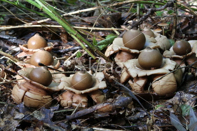 Gekraagde aardster (Geastrum triplex)