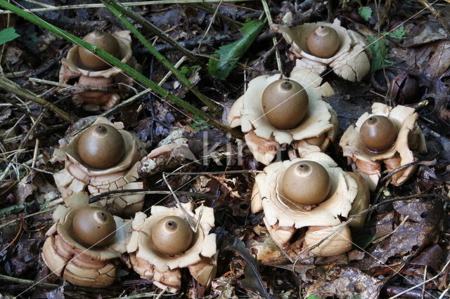 Gekraagde aardster (Geastrum triplex)