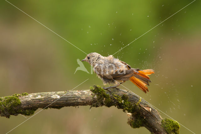 Gekraagde Roodstaart (Phoenicurus phoenicurus)