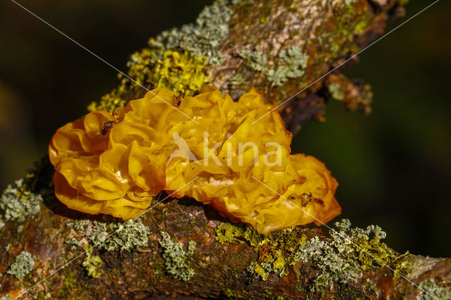 Gele trilzwam (Tremella mesenterica)