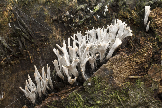 Geweizwam (Xylaria hypoxylon)