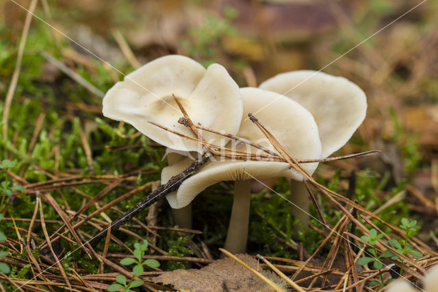 Gewone roestvlekkenzwam (Collybia maculata var. maculata)