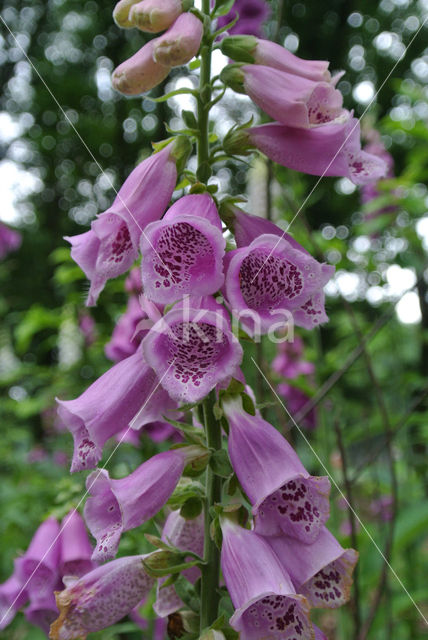 Foxglove (Digitalis purpurea)