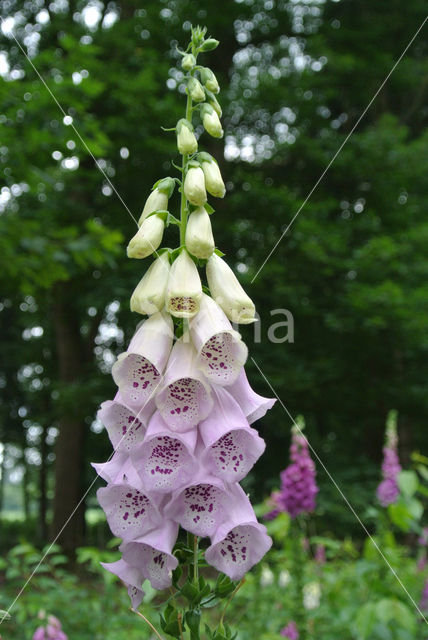 Gewoon vingerhoedskruid (Digitalis purpurea)