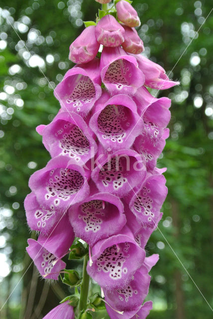 Gewoon vingerhoedskruid (Digitalis purpurea)