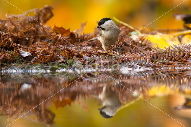 Glanskop (Parus palustris)