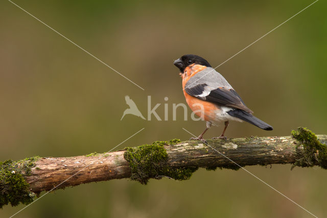 Eurasian Bullfinch (Pyrrhula pyrrhula)