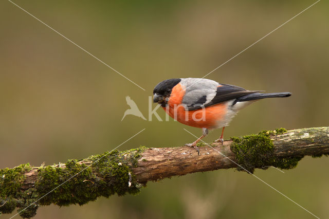 Eurasian Bullfinch (Pyrrhula pyrrhula)