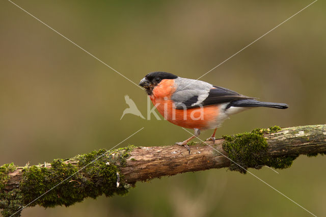 Eurasian Bullfinch (Pyrrhula pyrrhula)