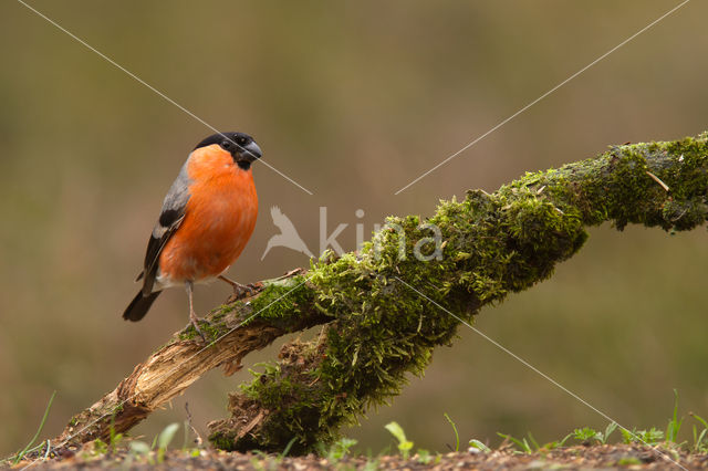 Eurasian Bullfinch (Pyrrhula pyrrhula)