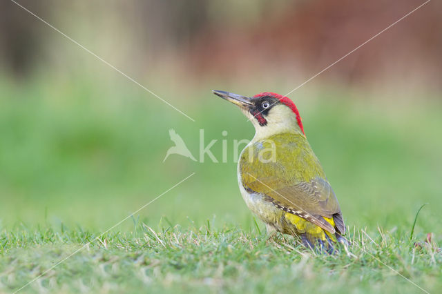 Groene Specht (Picus viridis)