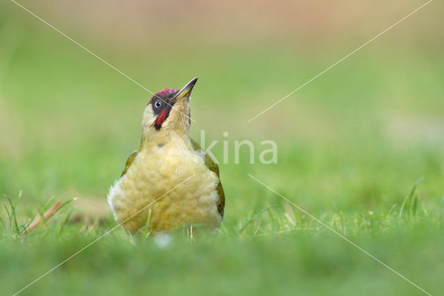 Groene Specht (Picus viridis)