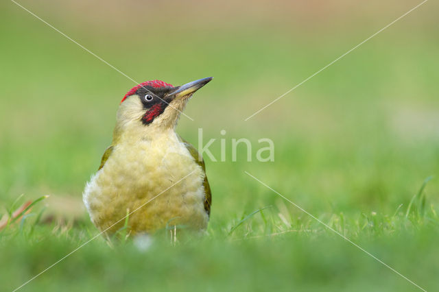 Groene Specht (Picus viridis)