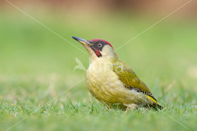 Groene Specht (Picus viridis)