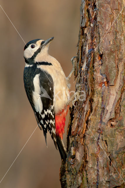 Grote Bonte Specht (Dendrocopos major)