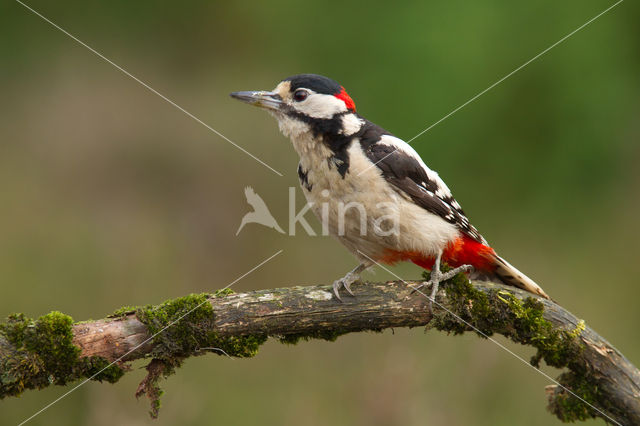 Great Spotted Woodpecker (Dendrocopos major)