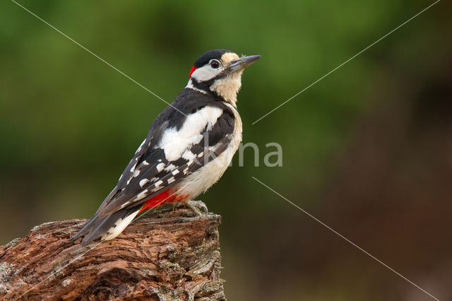 Grote Bonte Specht (Dendrocopos major)