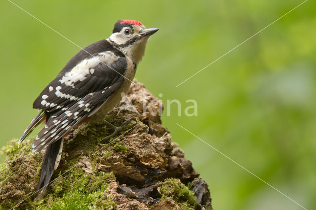 Grote Bonte Specht (Dendrocopos major)