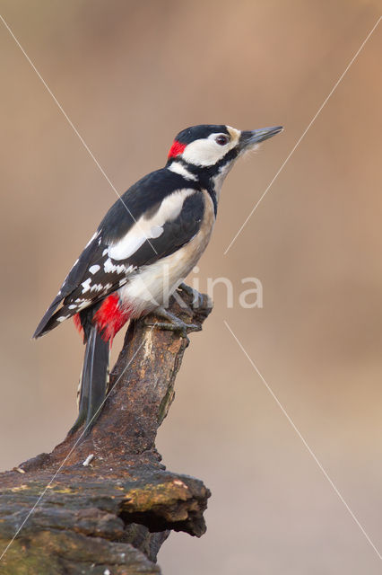 Grote Bonte Specht (Dendrocopos major)