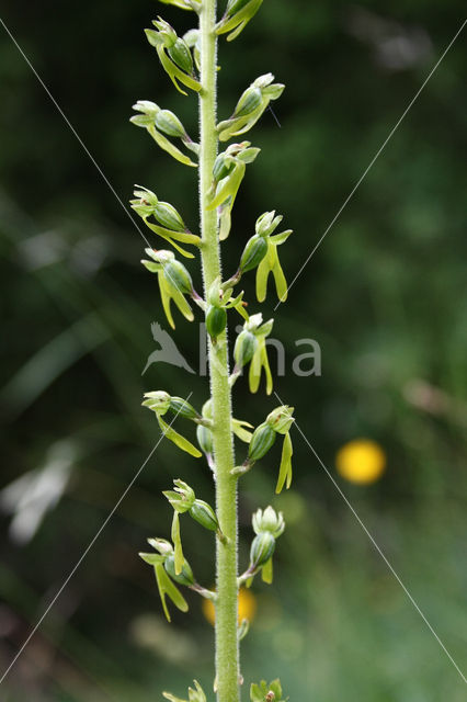 Grote keverorchis (Neottia ovata